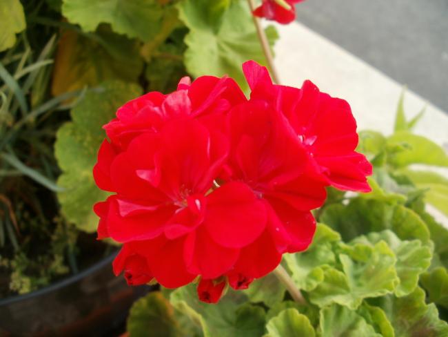 Name:  P1010258a.jpg
Views: 407
Size:  32.6 KB