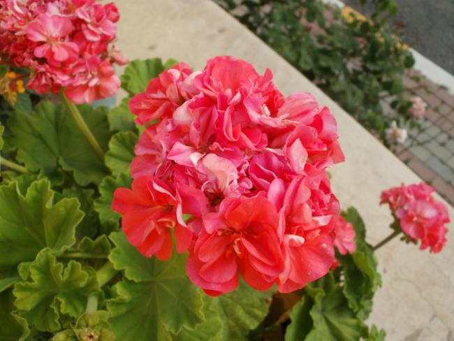 Name:  P1010256a.jpg
Views: 402
Size:  46.2 KB