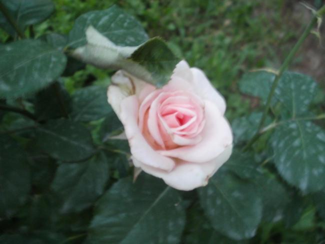 Name:  P1010295a.jpg
Views: 414
Size:  27.5 KB
