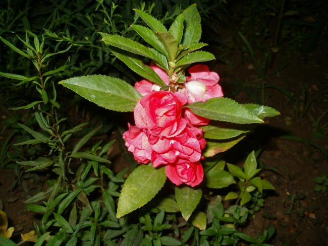 Name:  P1010287a.jpg
Views: 544
Size:  53.4 KB