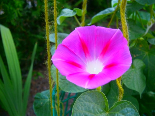 Name:  sabahsefas.jpg
Views: 957
Size:  55.5 KB