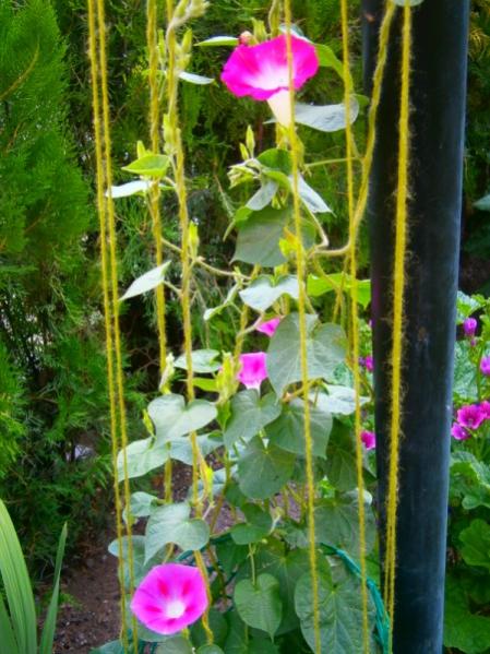 Name:  sabahsefas2.jpg
Views: 1013
Size:  57.0 KB