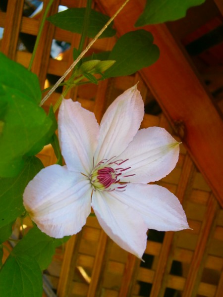 Name:  clematis.jpg
Views: 959
Size:  49.8 KB