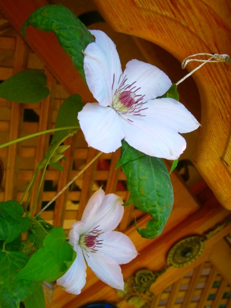 Name:  clematis2.jpg
Views: 921
Size:  62.6 KB