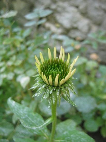 Name:  ekinezya1.jpg
Views: 898
Size:  27.3 KB
