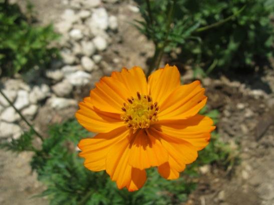 Name:  cosmos.jpg
Views: 895
Size:  30.3 KB