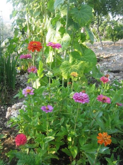 Name:  zinnialar.jpg
Views: 893
Size:  55.9 KB