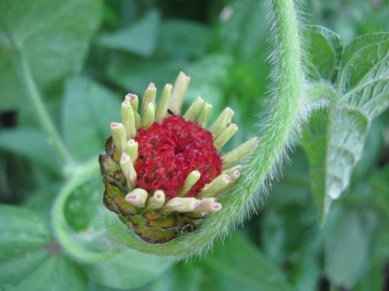 Name:  zinnia-sabah s..jpg
Views: 867
Size:  27.6 KB