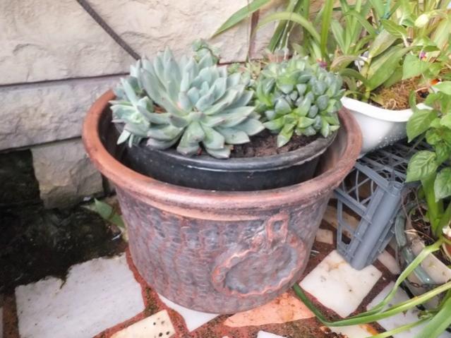 Name:  DSCF5650.jpg
Views: 270
Size:  52.2 KB