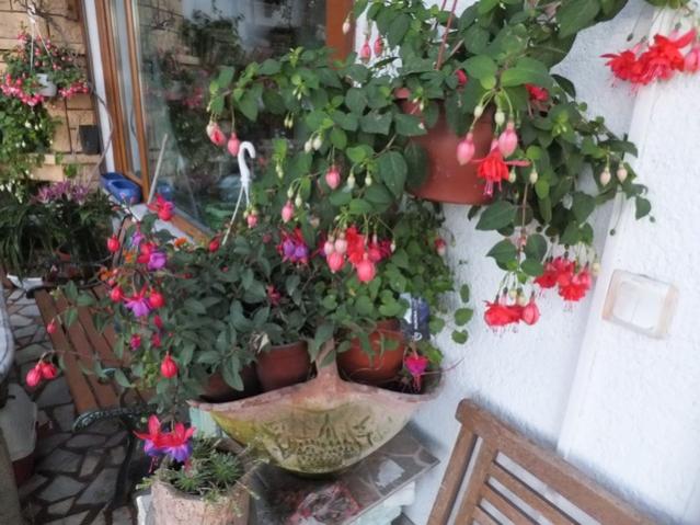 Name:  DSCF5699.jpg
Views: 247
Size:  55.2 KB