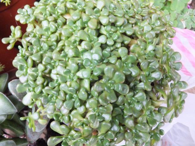 Name:  DSCF5839.jpg
Views: 243
Size:  60.5 KB