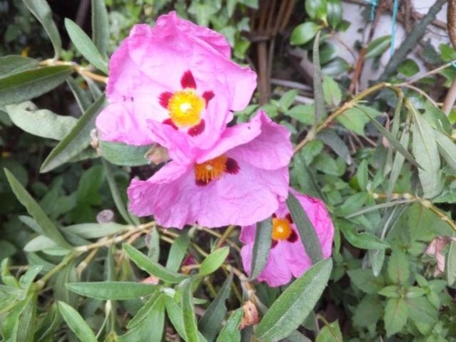 Name:  DSCF5845.jpg
Views: 275
Size:  51.4 KB