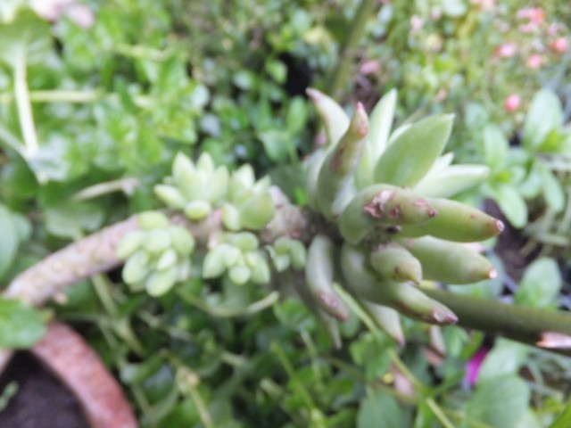 Name:  DSCF5856.jpg
Views: 224
Size:  69.0 KB