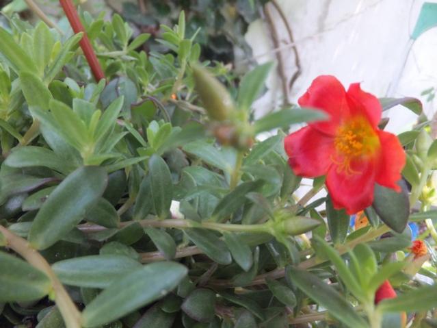 Name:  DSCF5890.jpg
Views: 226
Size:  41.5 KB