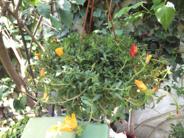 Name:  DSCF5891.jpg
Views: 221
Size:  66.0 KB