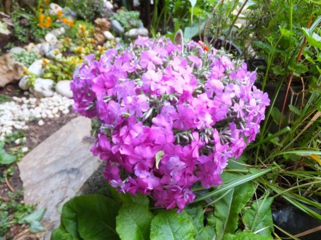 Name:  DSCF5901.jpg
Views: 227
Size:  66.5 KB