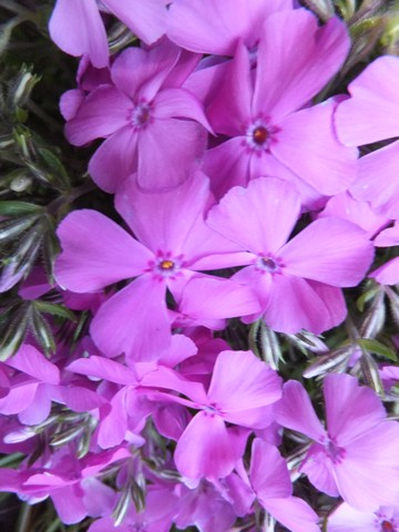 Name:  DSCF5903.jpg
Views: 230
Size:  58.4 KB