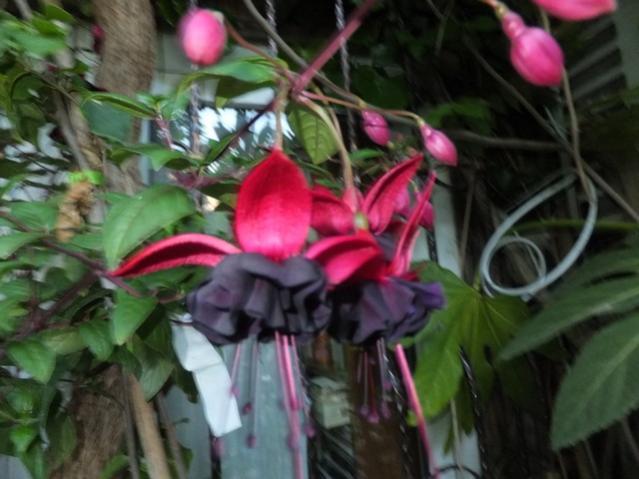 Name:  DSCF5907.jpg
Views: 364
Size:  42.8 KB