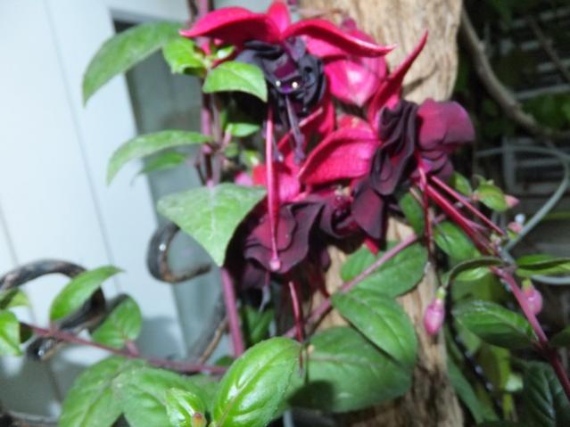 Name:  DSCF5910.jpg
Views: 369
Size:  39.0 KB