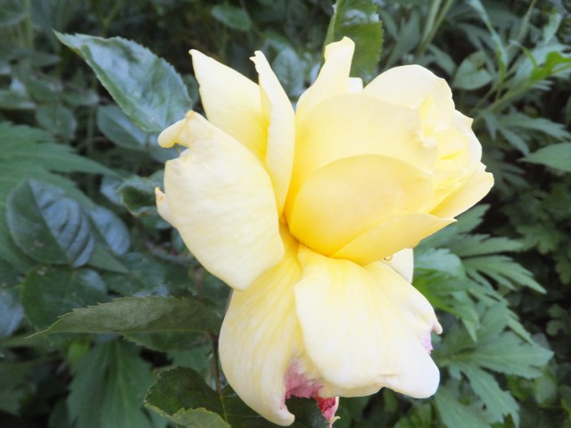 Name:  DSCF5915.jpg
Views: 396
Size:  68.2 KB