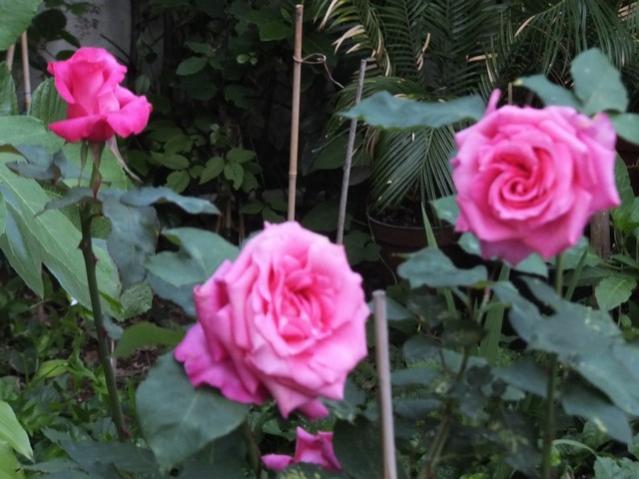 Name:  DSCF5918.jpg
Views: 371
Size:  46.0 KB