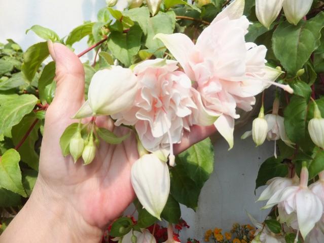 Name:  DSCF5986.jpg
Views: 361
Size:  43.3 KB