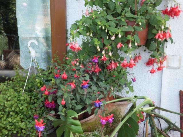 Name:  DSCF5990.jpg
Views: 345
Size:  61.6 KB