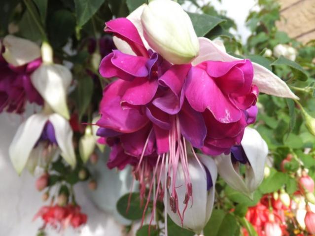 Name:  DSCF6007.jpg
Views: 355
Size:  41.3 KB