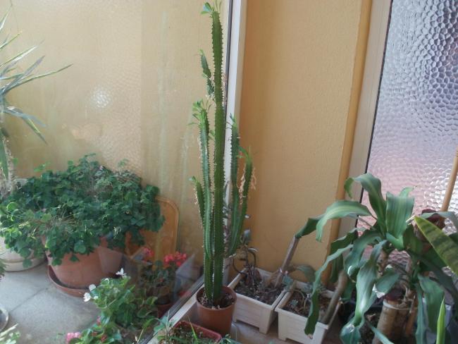Name:  P1010305a.jpg
Views: 516
Size:  46.8 KB