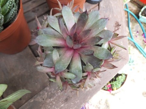 Name:  DSCF6023.jpg
Views: 298
Size:  67.8 KB