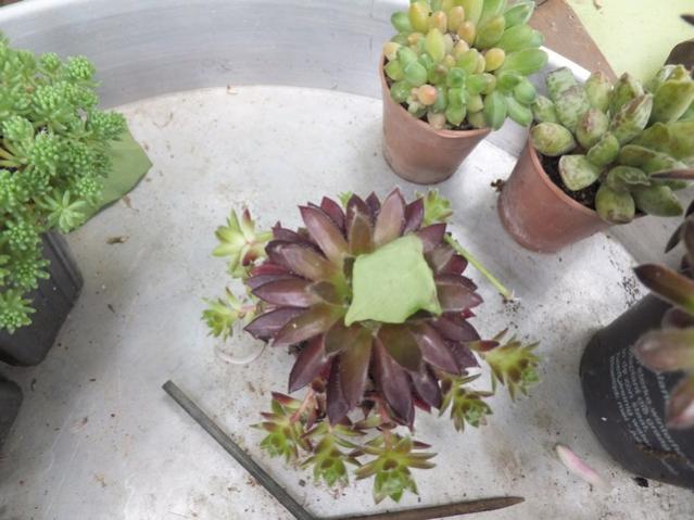 Name:  DSCF6025.jpg
Views: 304
Size:  45.0 KB