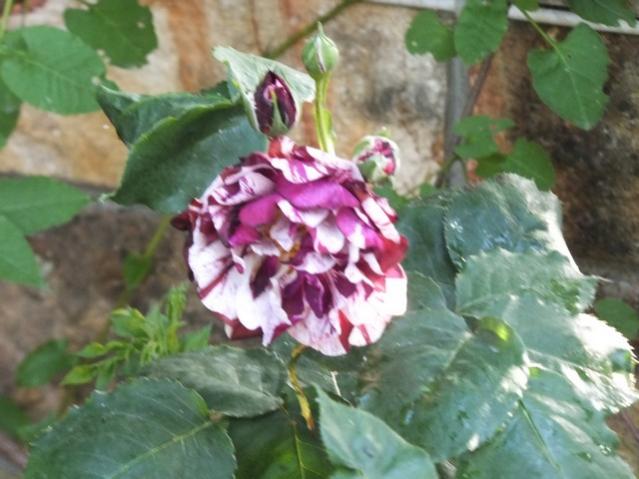 Name:  DSCF6087.jpg
Views: 293
Size:  43.9 KB