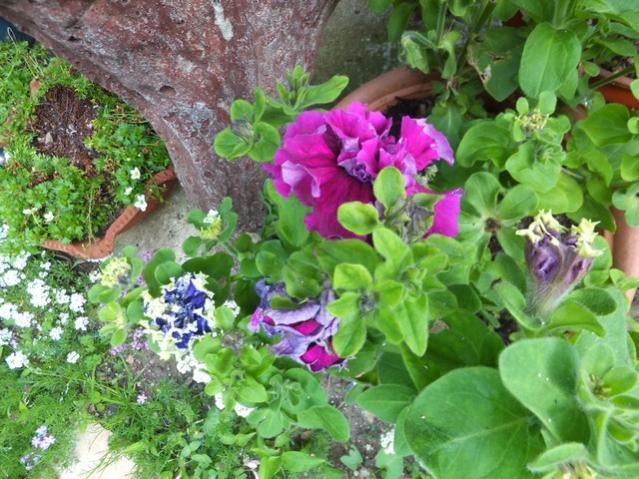 Name:  DSCF6128.jpg
Views: 313
Size:  68.9 KB