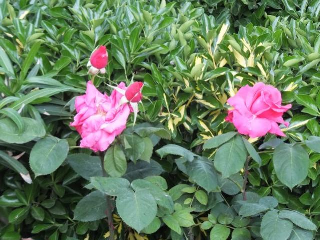 Name:  DSCF6130.jpg
Views: 324
Size:  64.7 KB