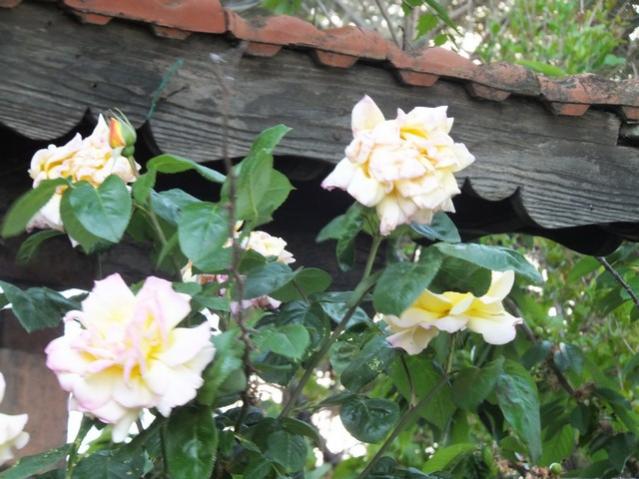 Name:  DSCF6131.jpg
Views: 743
Size:  52.3 KB