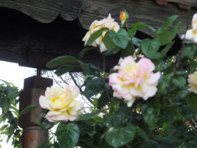 Name:  DSCF6132.jpg
Views: 308
Size:  37.9 KB