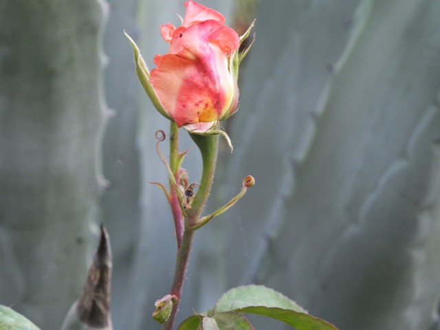 Name:  DSCF6142.jpg
Views: 291
Size:  53.0 KB