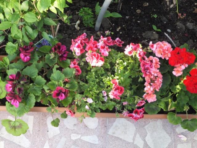 Name:  DSCF6157.jpg
Views: 296
Size:  63.7 KB
