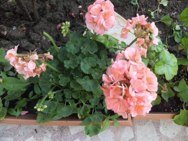 Name:  DSCF6162.jpg
Views: 270
Size:  57.1 KB