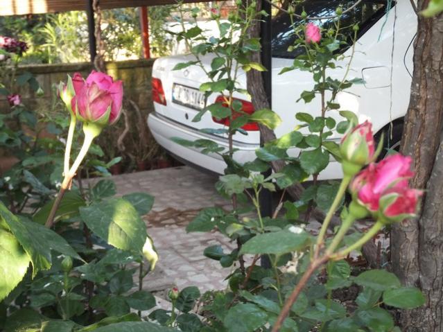 Name:  DSCF6177.jpg
Views: 257
Size:  61.0 KB