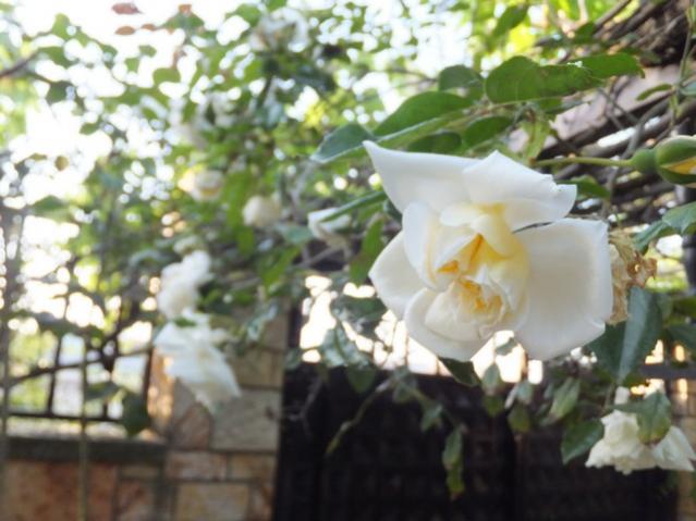 Name:  DSCF6181.jpg
Views: 597
Size:  45.0 KB