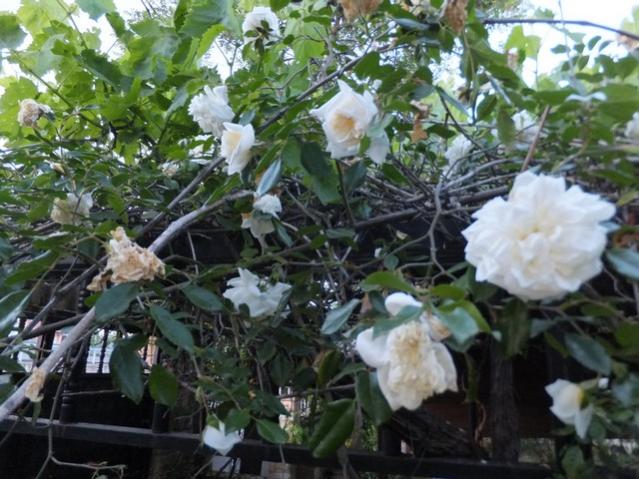 Name:  DSCF6191.jpg
Views: 520
Size:  60.8 KB