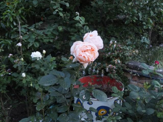 Name:  DSCF6197.jpg
Views: 512
Size:  54.1 KB