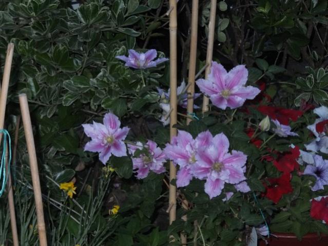 Name:  DSCF6216.jpg
Views: 515
Size:  52.1 KB