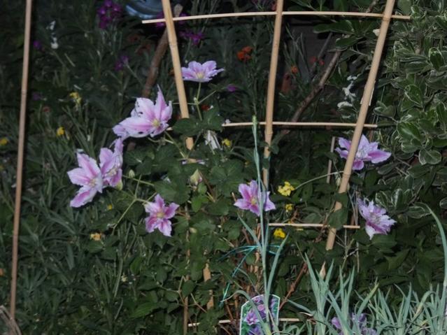 Name:  DSCF6217.jpg
Views: 494
Size:  58.5 KB
