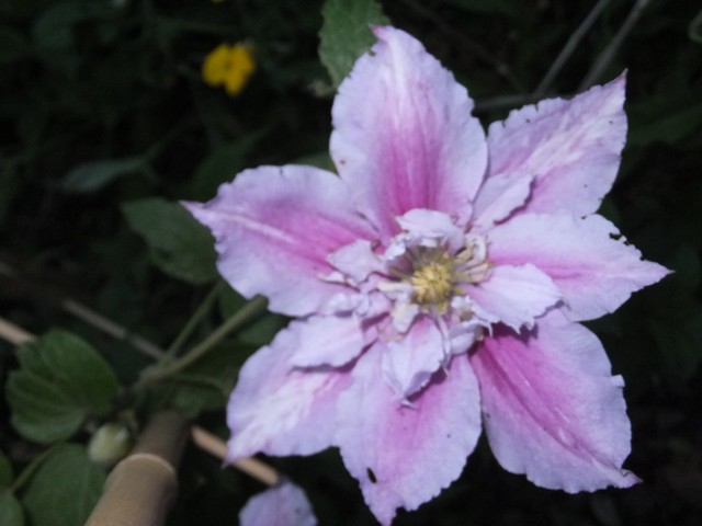 Name:  DSCF6219.jpg
Views: 478
Size:  60.4 KB