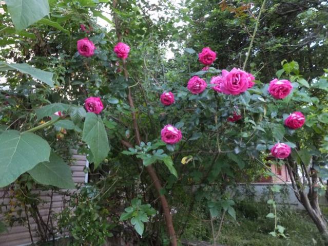 Name:  DSCF6227.jpg
Views: 510
Size:  69.7 KB
