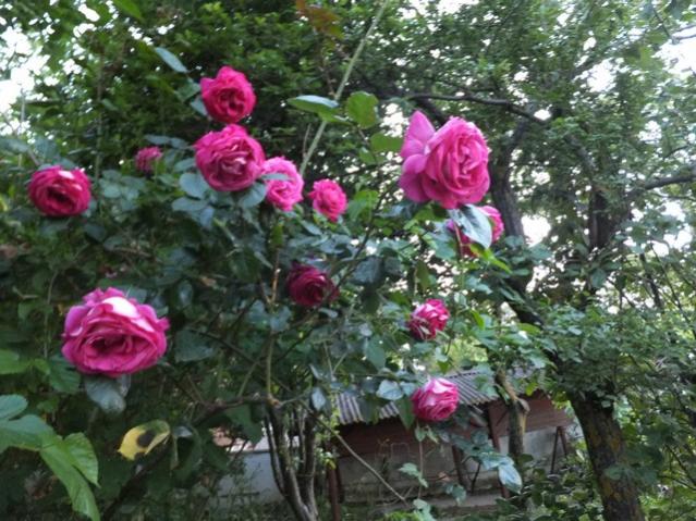 Name:  DSCF6229.jpg
Views: 528
Size:  68.9 KB