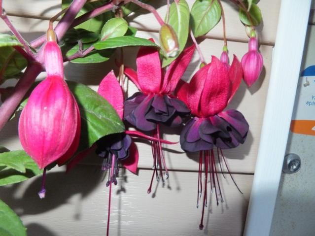 Name:  DSCF6235.jpg
Views: 530
Size:  45.9 KB
