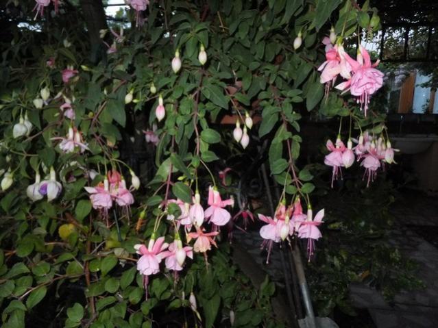 Name:  DSCF6237.jpg
Views: 510
Size:  57.9 KB